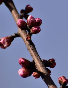 桃花含苞迎春放什么戏曲